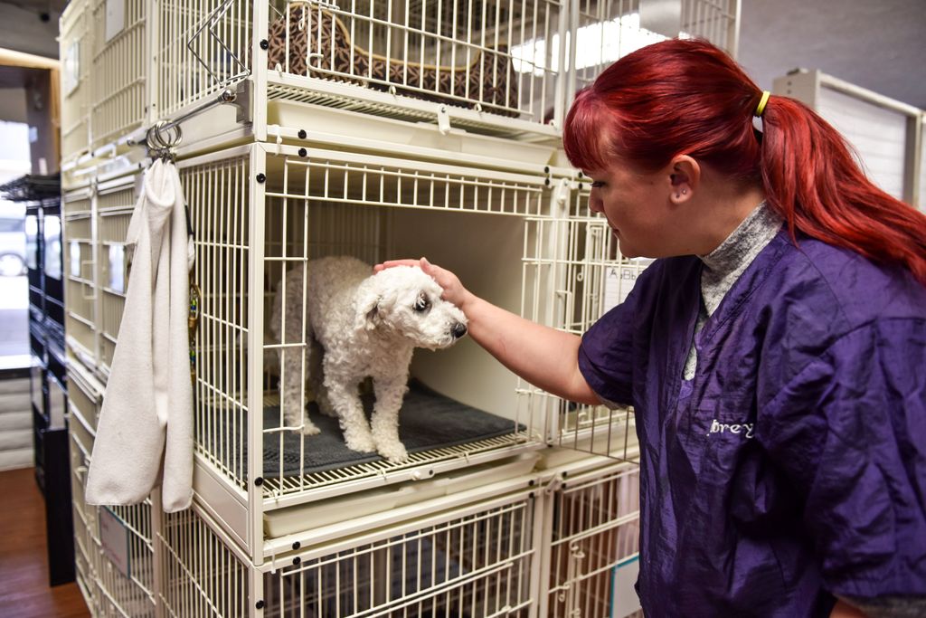 Each pet stays in a private kennel lined with gras