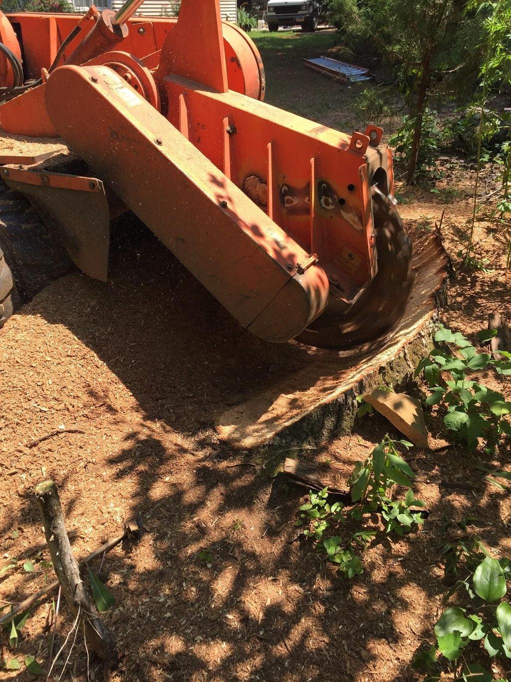 large stump 55 inches across