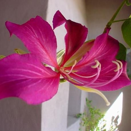 The Edge Remodeling and Pools