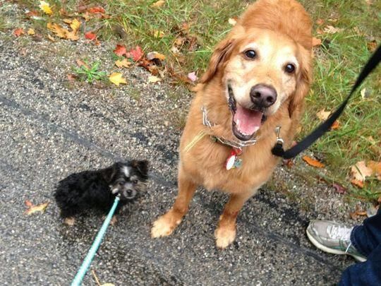 Dog Sitting, Dog Walker, Dog Walking Dallas 75204,