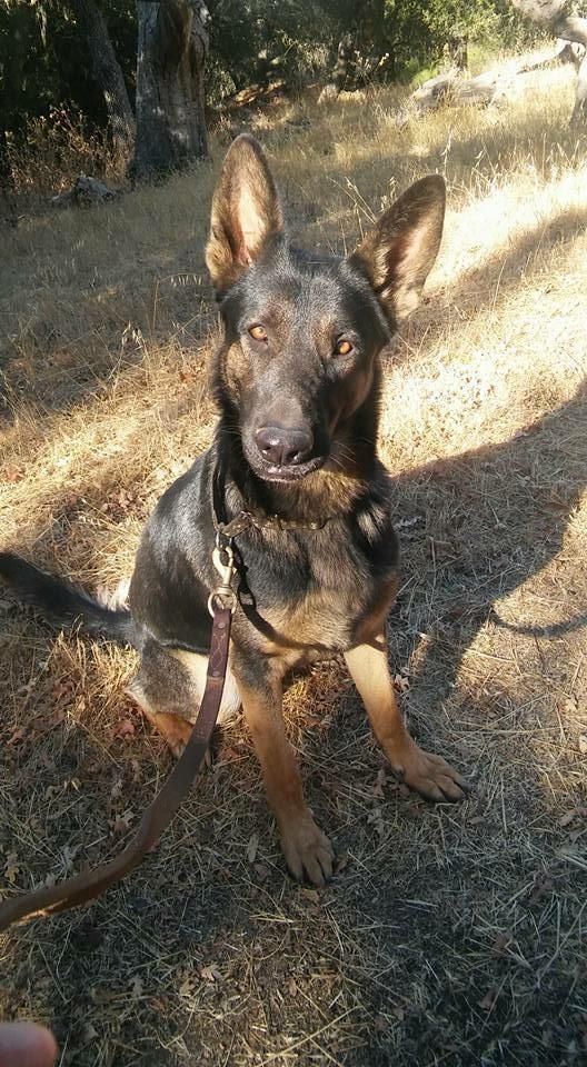 My German Shepherd, Luka. 2 Years Old. Pending Pat