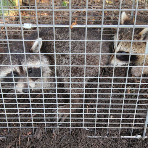 Humane raccoon trapping and removal.