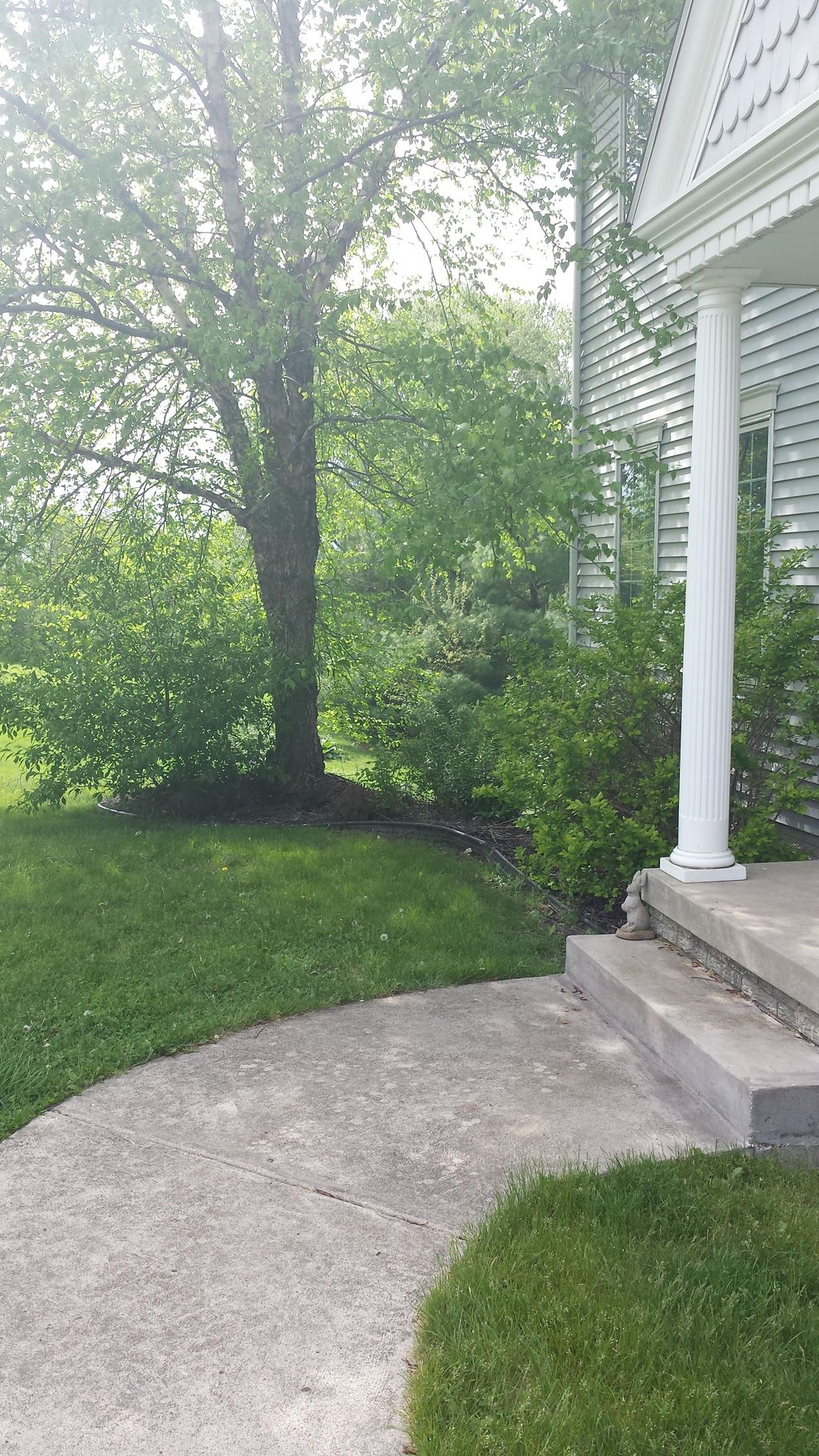 Before removing old shrubs and trimming up tree 