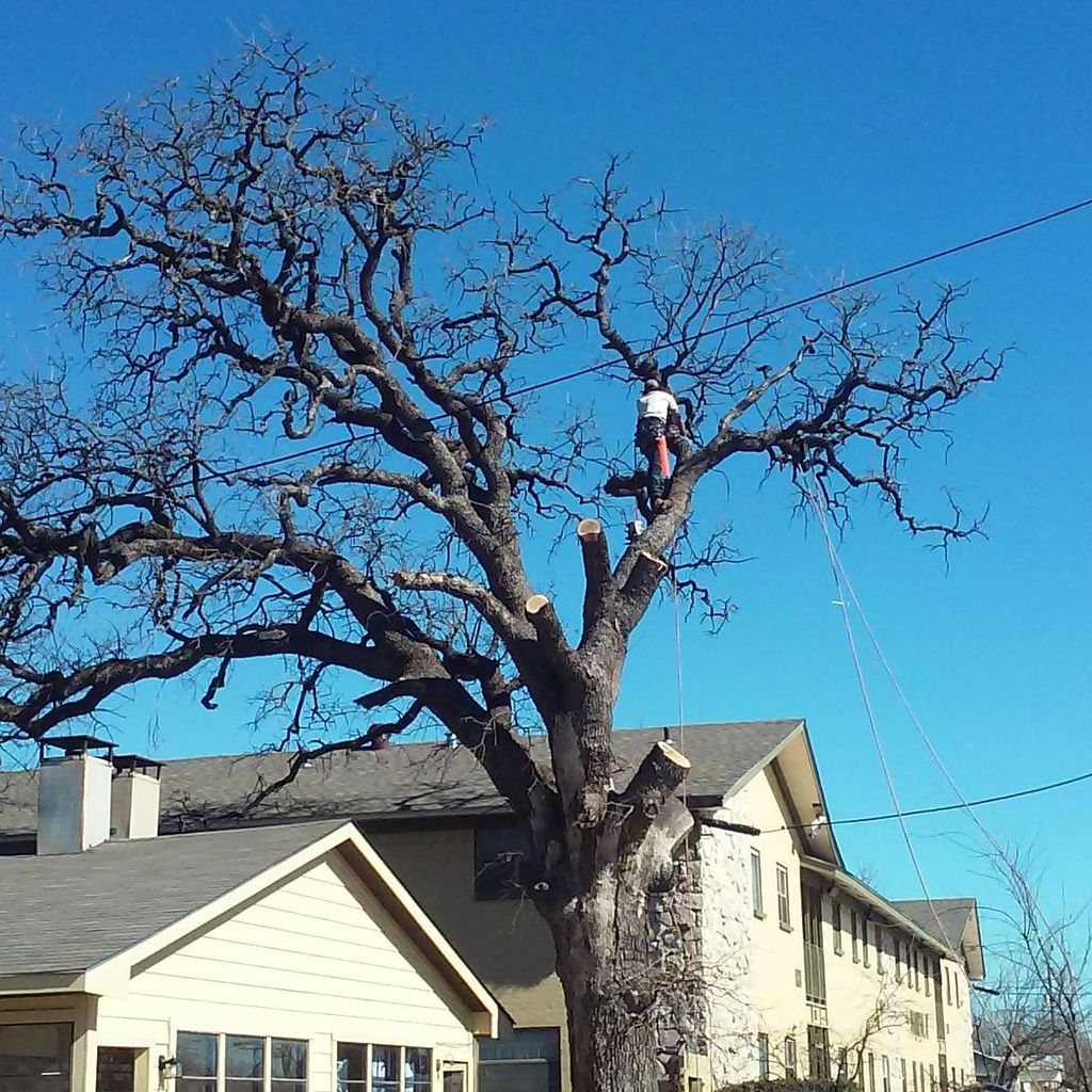 Jr's Tree Service