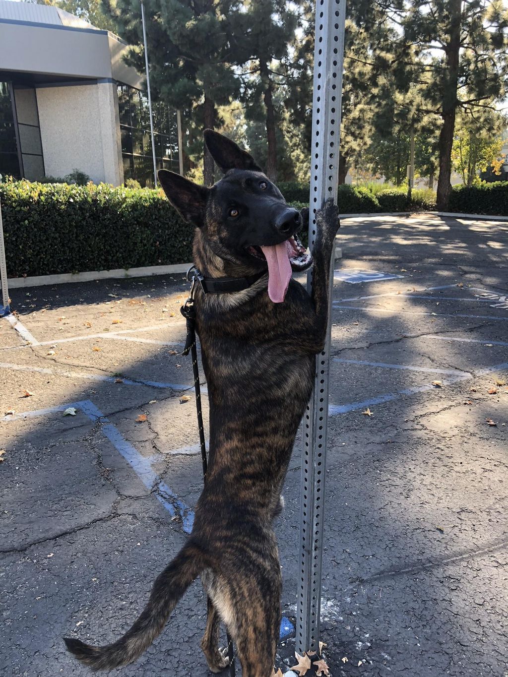 Diablo, one of my Dutch Shepherds doing a “Spread 
