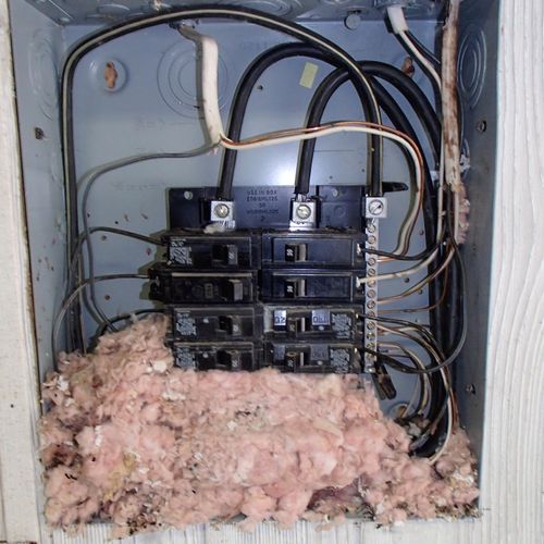 This is inside of an electrical panel.  Mice will 