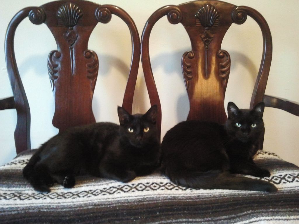 Alejandro and Blix.