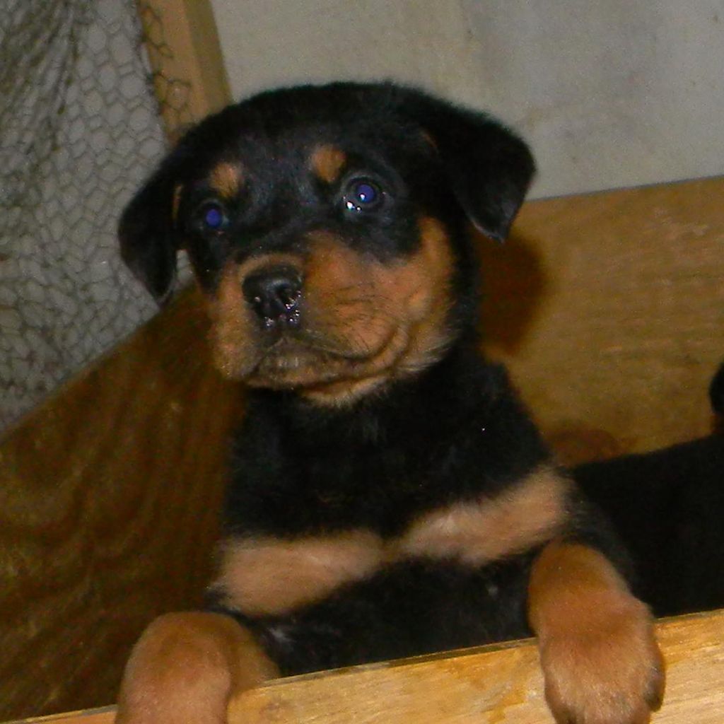 Rottweilers for Families