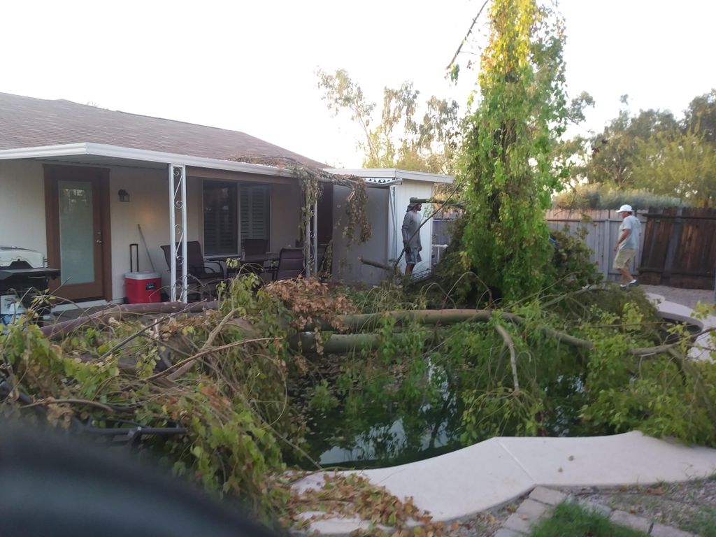 Fallen tree in a pool and removed with crane. 