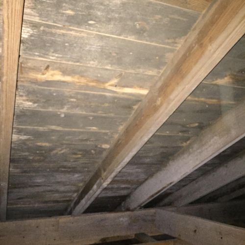 Crawl space under house. It is loaded with mold