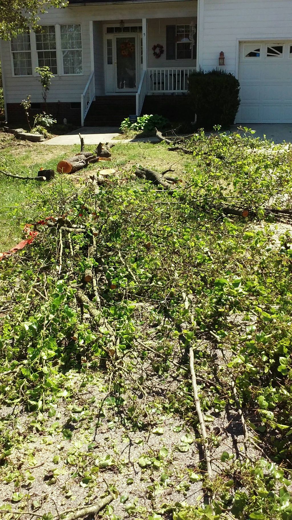small tree removal 