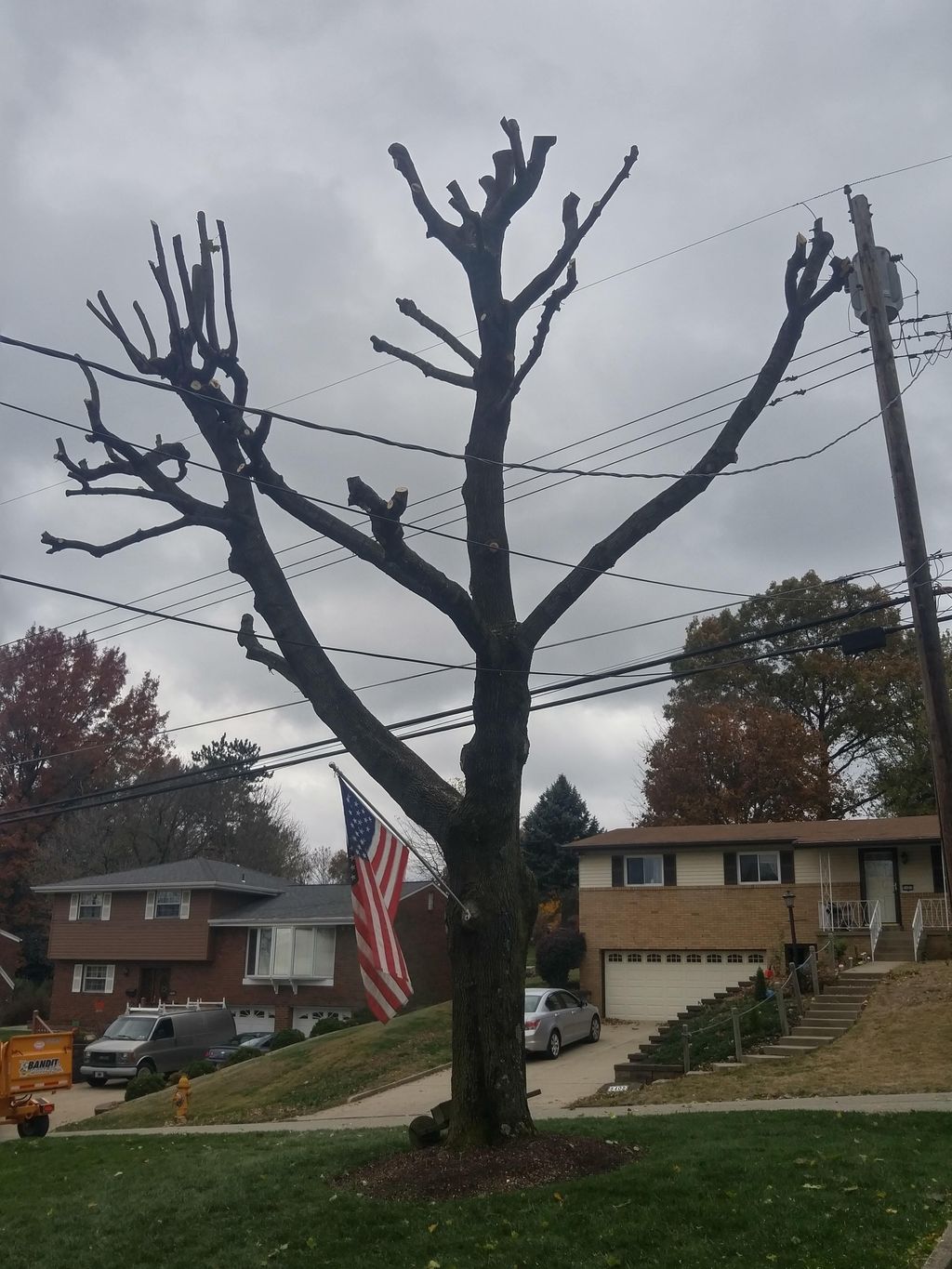 Hard trim around powerlines. 