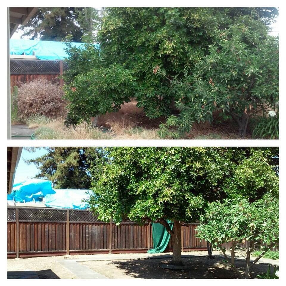 Tree trimming and thinning. I hope you notice the 