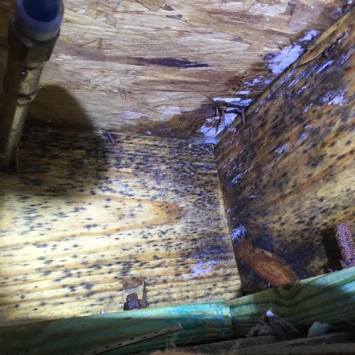 Mold growth and water instruction in a  brand new 