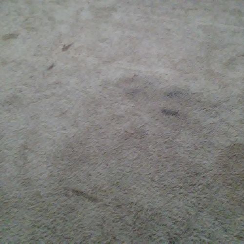 Carpet berfore with food and pet stains.
