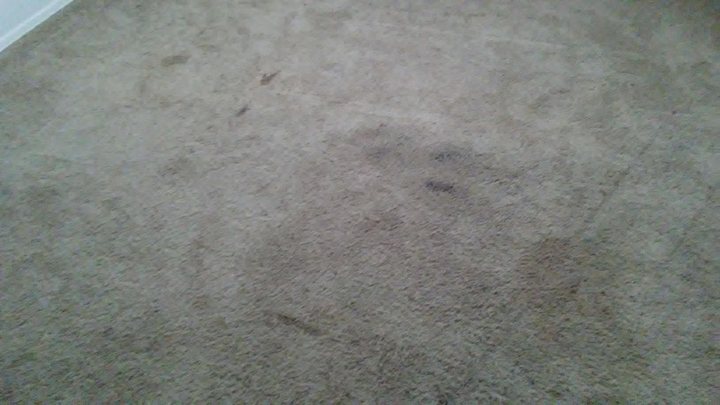 Carpet berfore with food and pet stains.