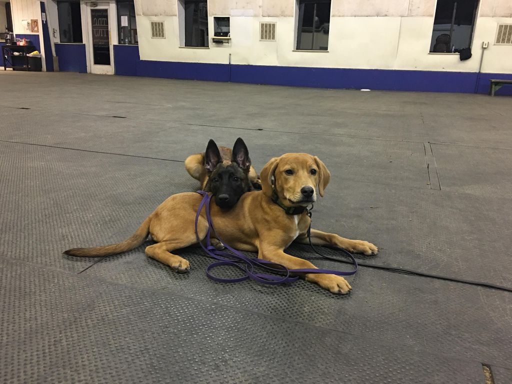 Talk about Downs with distractions! That's my boy!