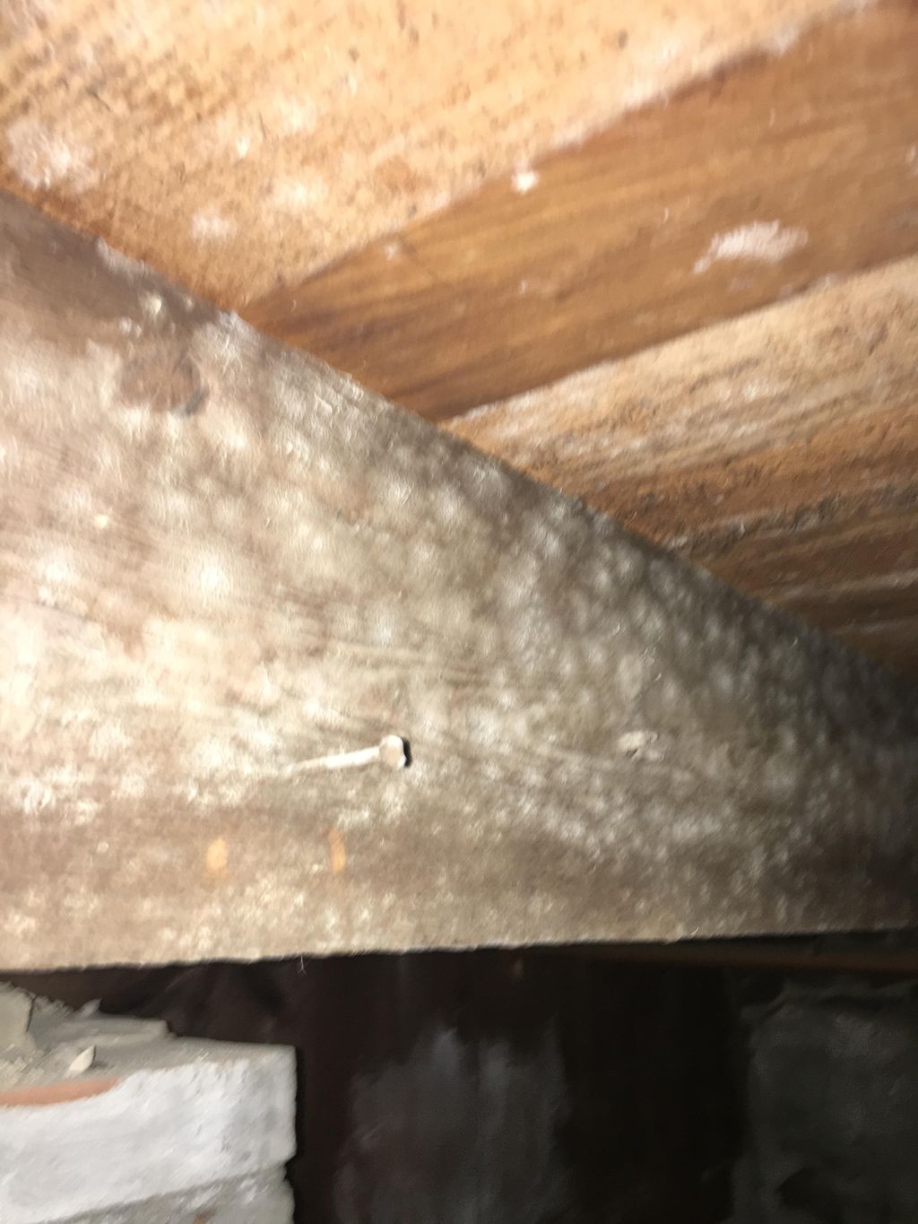 Basement Mold Before