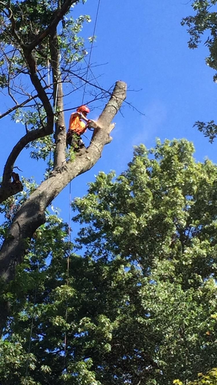 Tree removal 