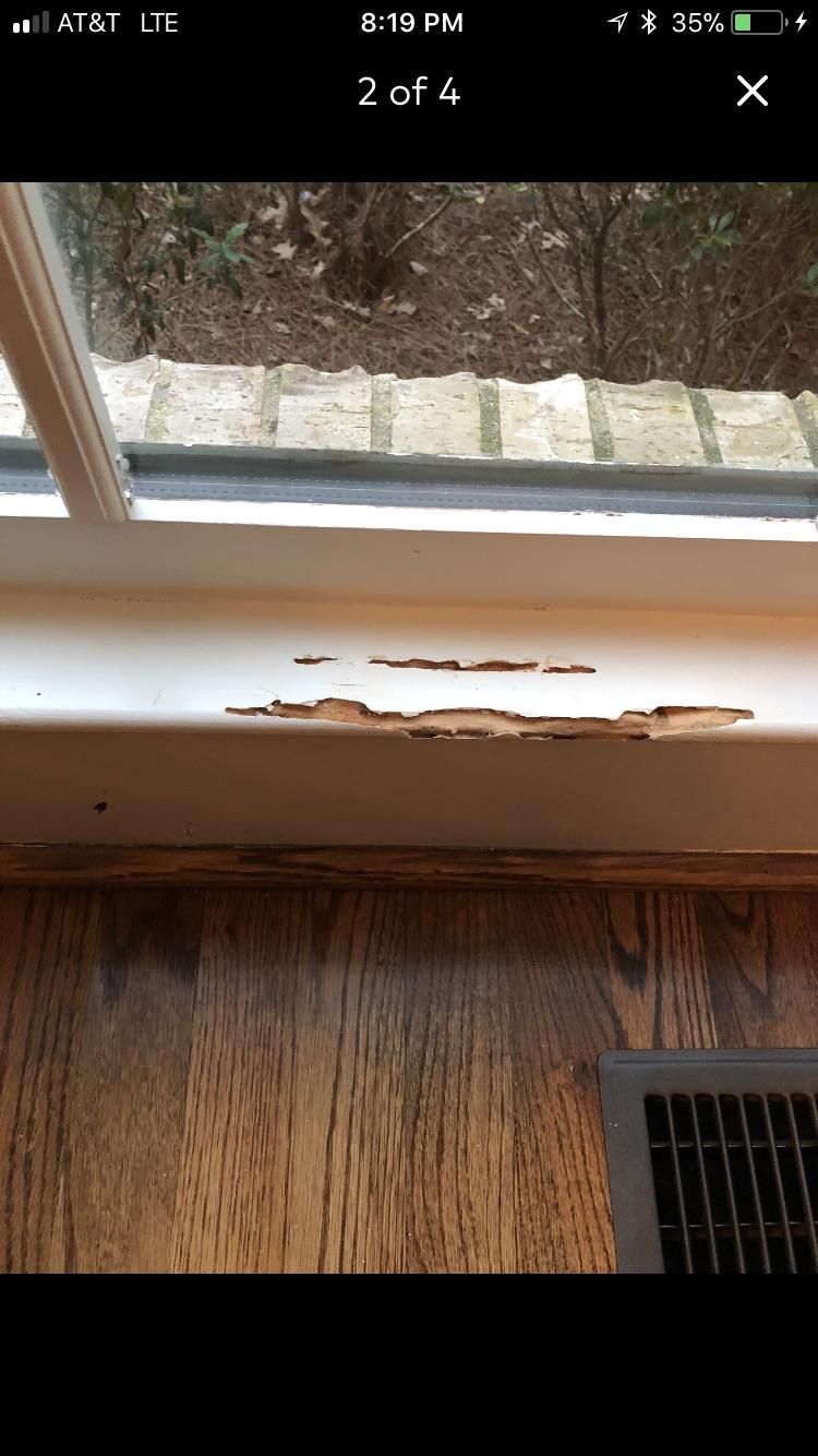 Termite Wood