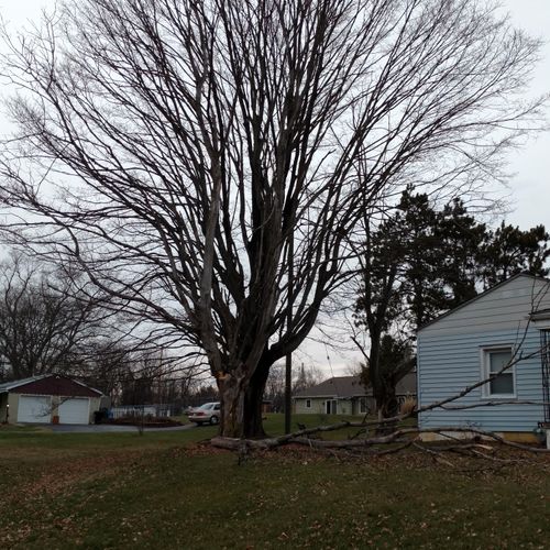 Heath, Oh.  Two dead trees and one live Maple.
