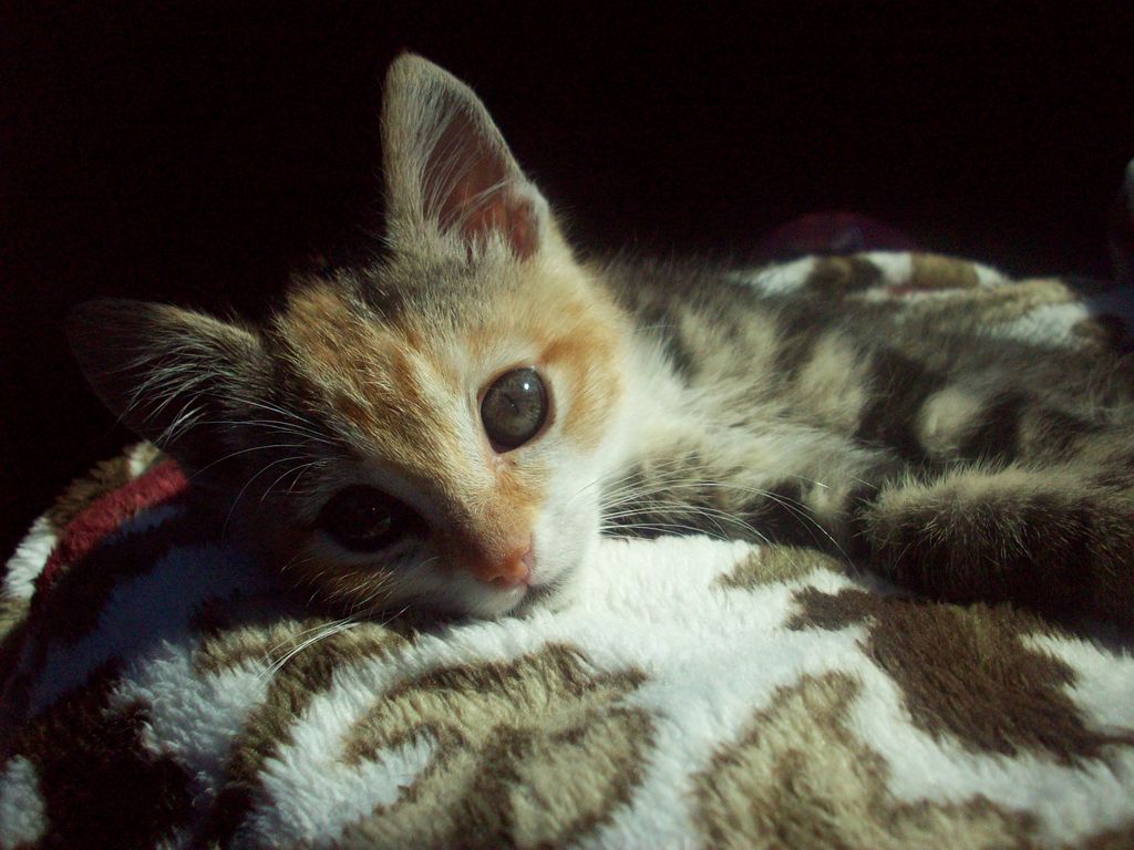 Mika