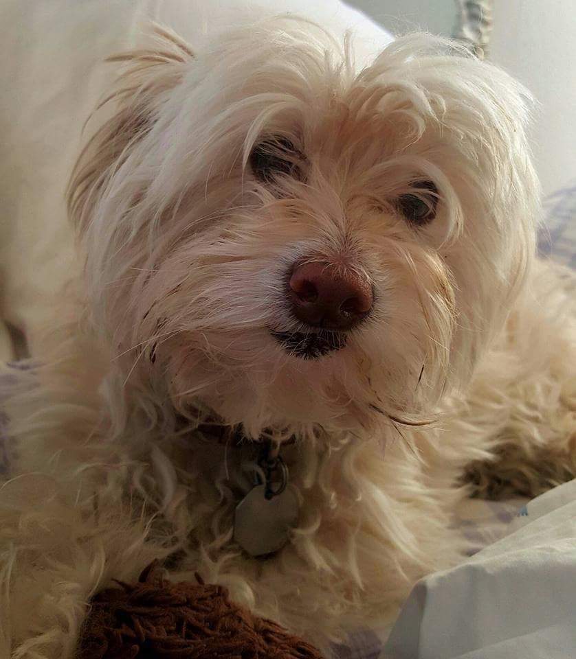 My dog highly recommends me to help you with yours