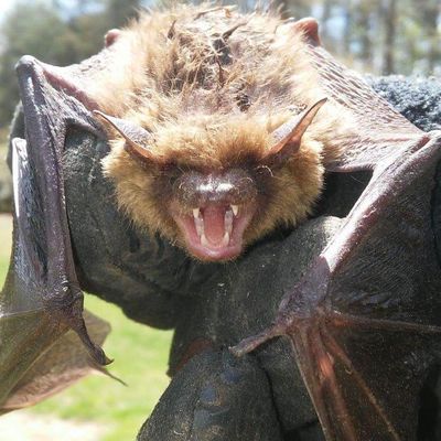 Avatar for Shelton's Wildlife Removal