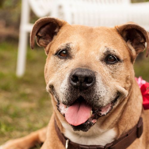 Love was a sweet, older, rescue dog who was terrif