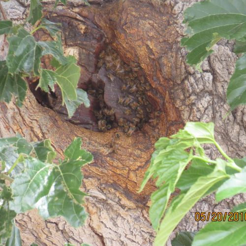 10 year hive in old tree, removed in 10 days