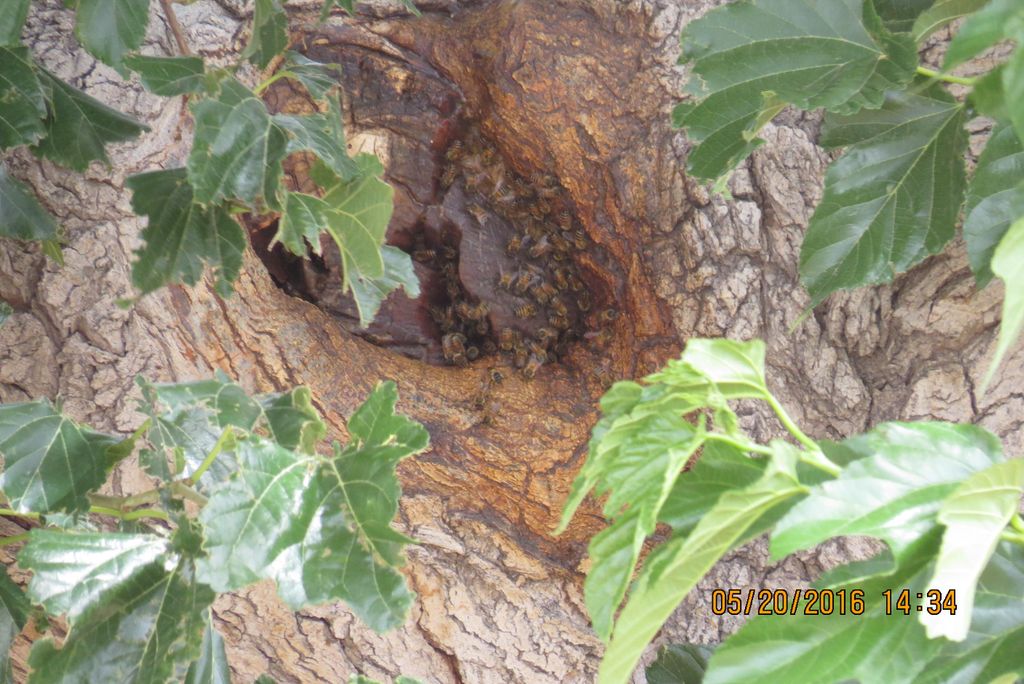 10 year hive in old tree, removed in 10 days