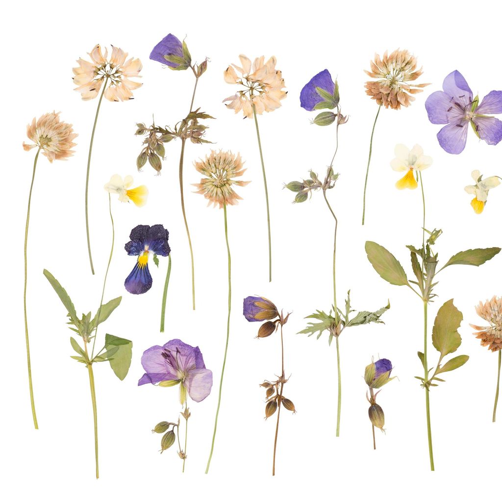 Eco Cleaning Service