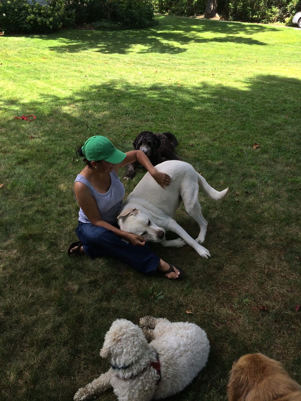 Champ loves to be caress.