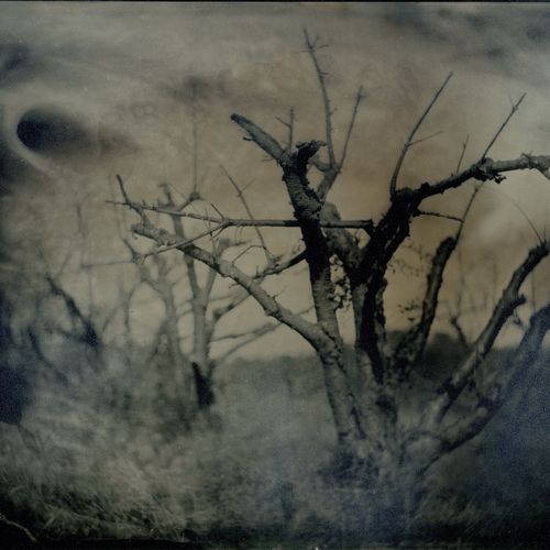 Tintype of orchard