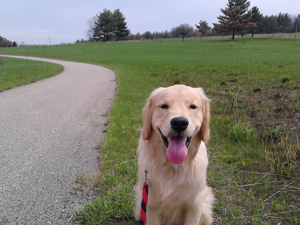 My dog 'Dug' - we walk daily and he trots by my si