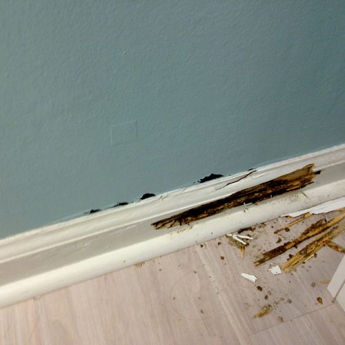 Termite damage to homeowners baseboards