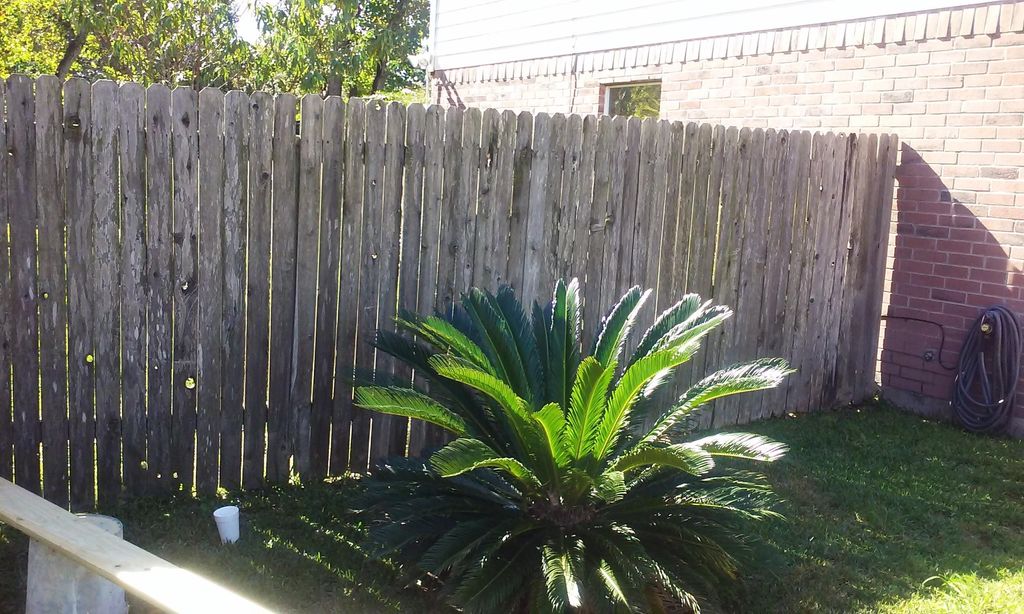 Before without a rot board