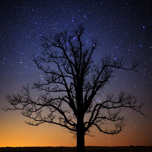 "The Stars Above"  A lone tree and brilliant stars
