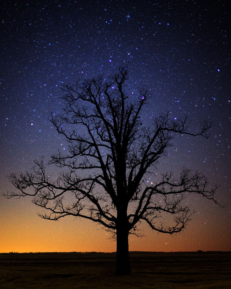 "The Stars Above"  A lone tree and brilliant stars