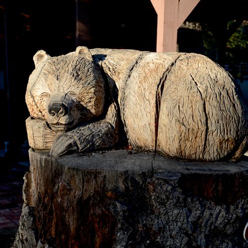 This great bear was carved out of an oak tree that