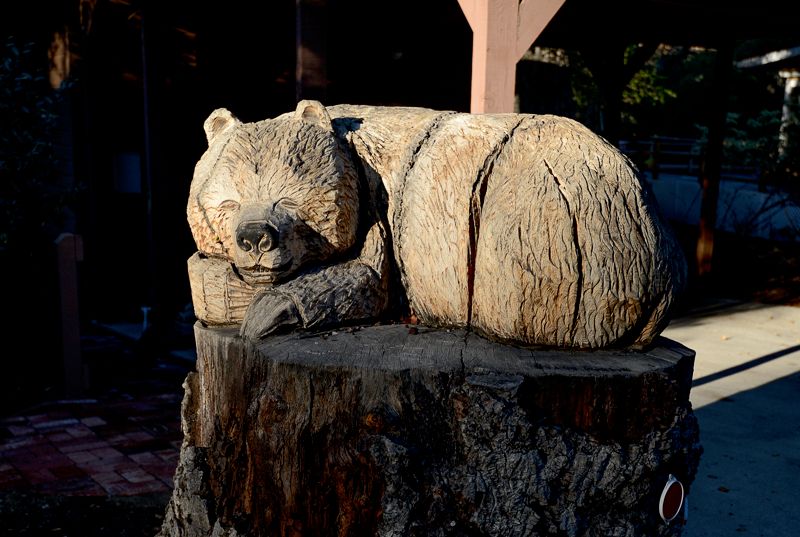 This great bear was carved out of an oak tree that