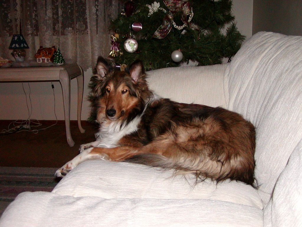 Training a dog to stay off of furniture is best an