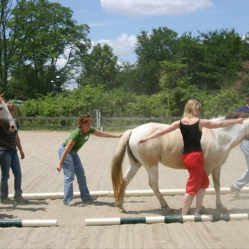 Teambuilding with Horses