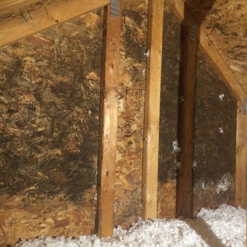 Mold growth in Attic