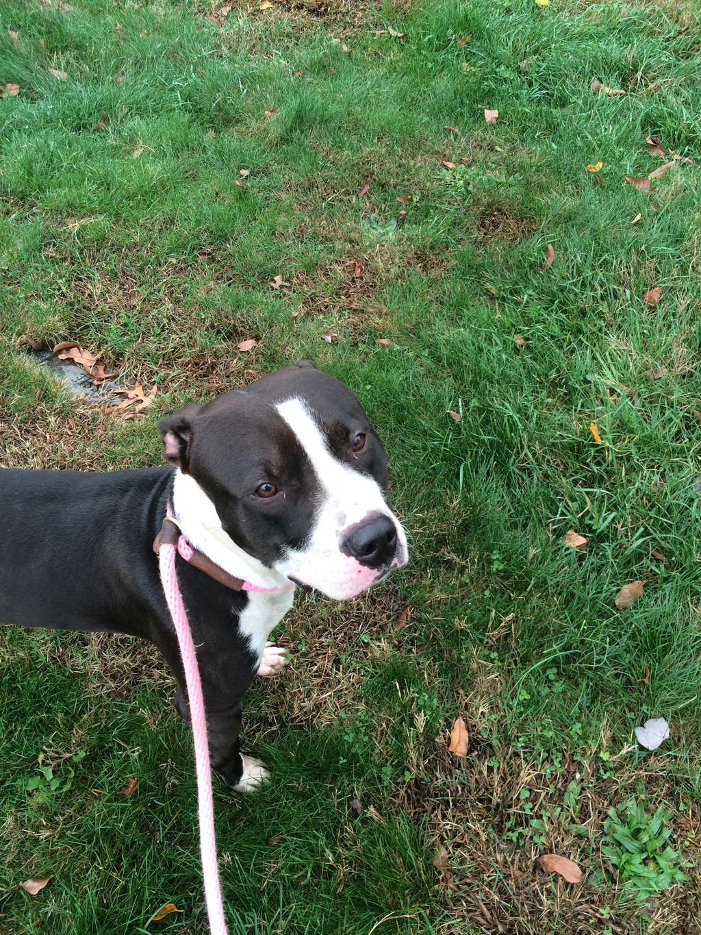 I fell in love with Max from the Media, Pa SPCA an