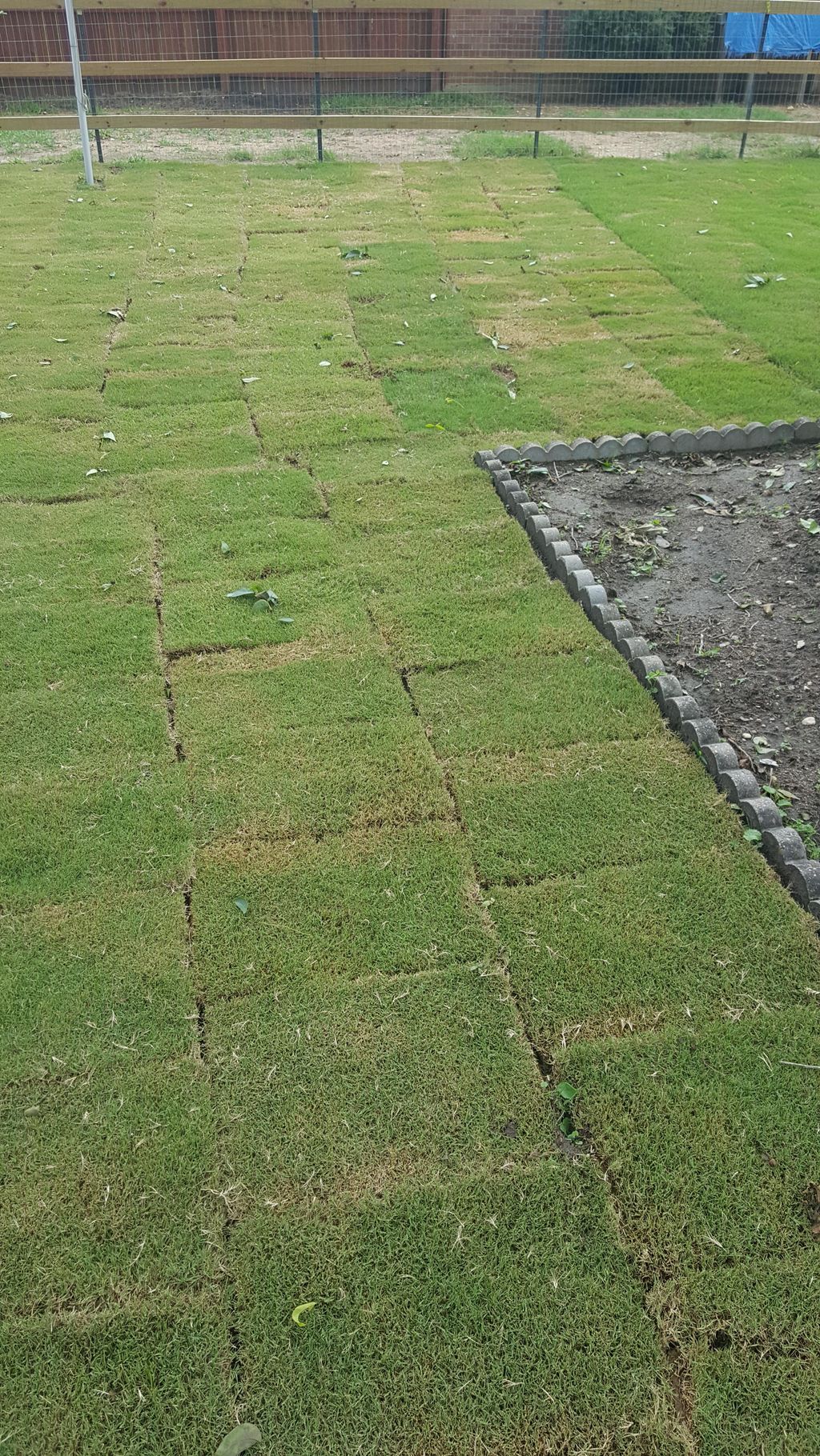 419 bermuda sod instal 
