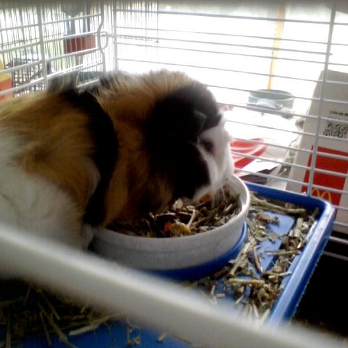 Our Guinea pig enjoying her food