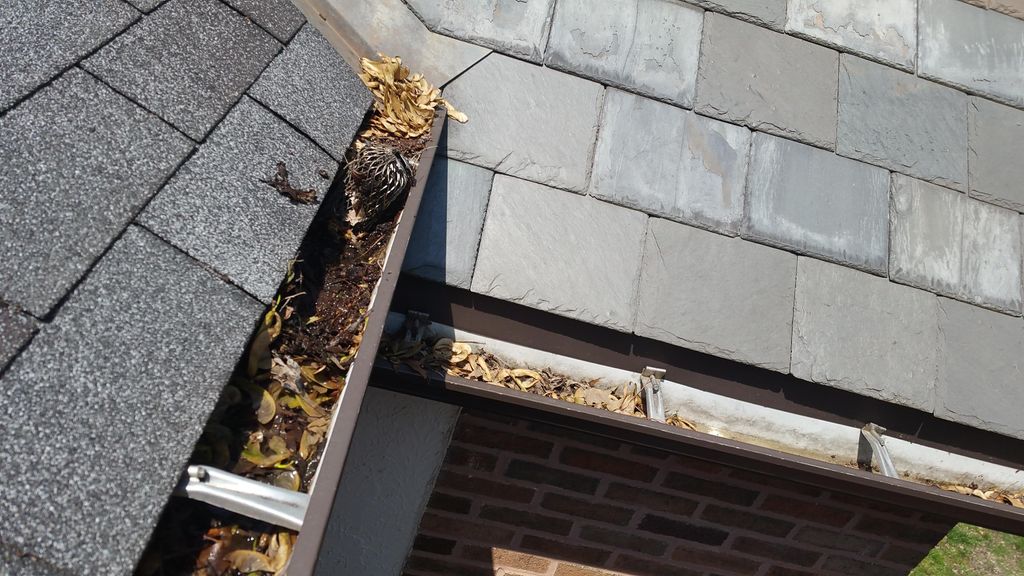 Gutter and downspout with leaf debris (BEFORE)