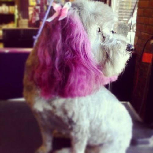 Doesn't Daisy look so pretty in pink?!