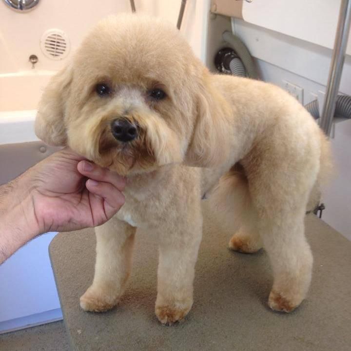 Robertos Dog Grooming Mobile